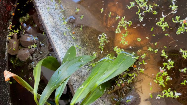小甲鱼苗吃什么食物