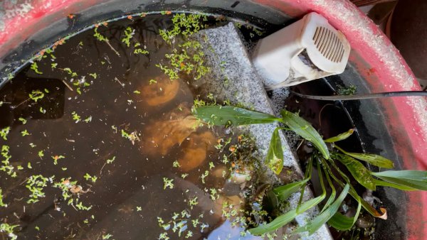 小甲鱼苗吃什么食物