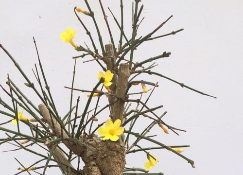 迎春花长什么样子