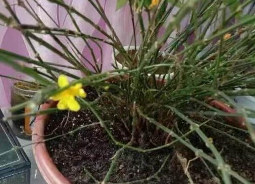 迎春花长什么样子