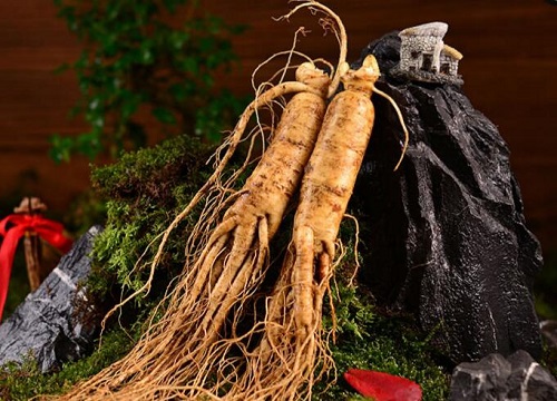 适合北方种植的药材