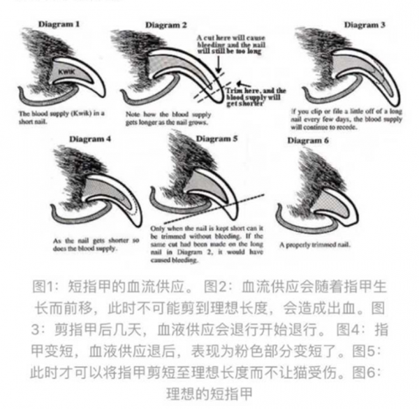 猫咪指甲多久剪一次