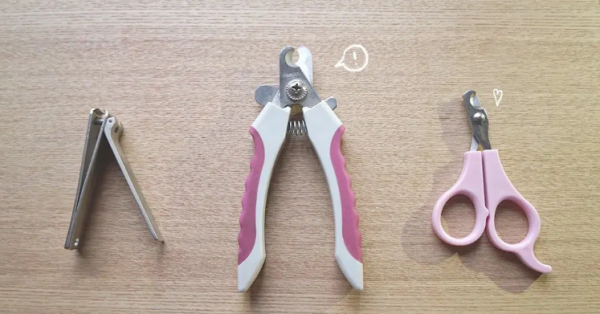 猫咪指甲多久剪一次