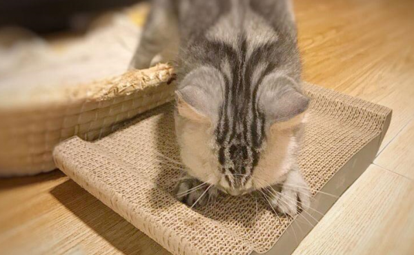 猫咪指甲多久剪一次