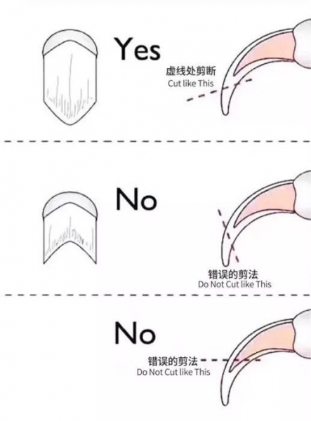 猫咪指甲多久剪一次
