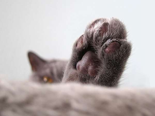 猫咪指甲多久剪一次