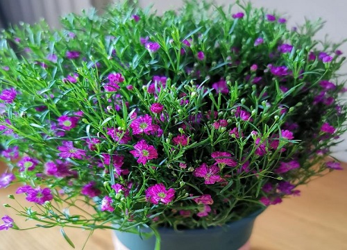 紫色满天星的花语和寓意