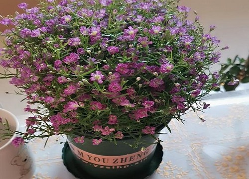 紫色满天星的花语和寓意