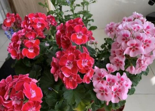 天竺葵入秋后怎么养护