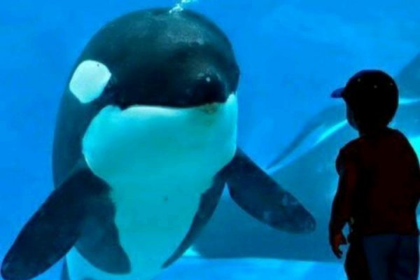 虎鲸为什么对人类友好