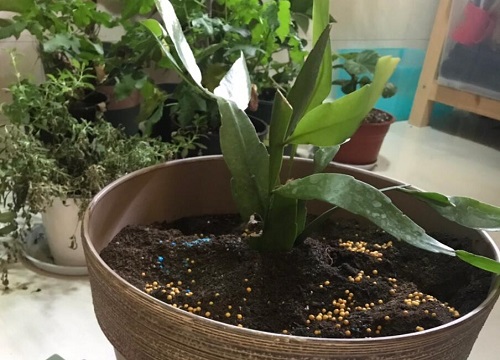 昙花扦插生根最快方法