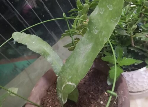 昙花扦插生根最快方法