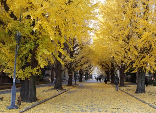 房子后面种什么树好风水好