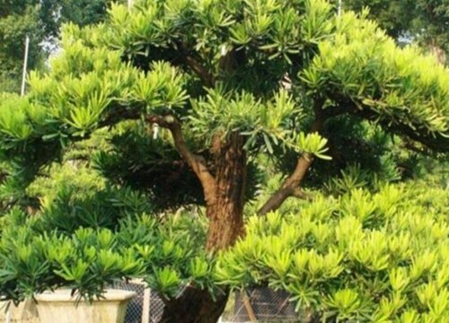 房子后面种什么树好风水好