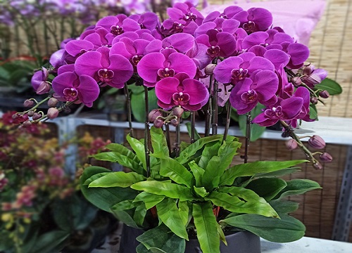 怎样才能把蝴蝶兰叶片养得厚实