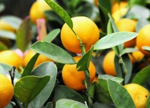 金桔树用什么盆好