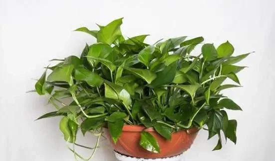 浇花如何控制水量的技巧