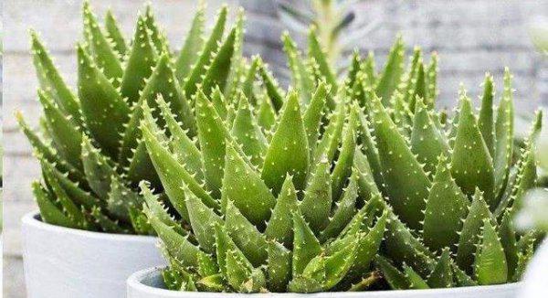 浇花如何控制水量的技巧