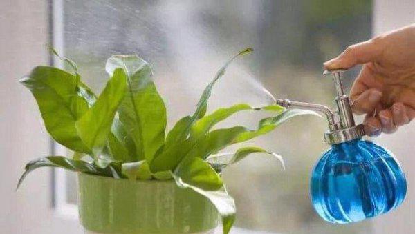 浇花如何控制水量的技巧