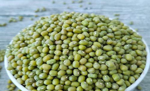 绿豆什么时候收割最适宜