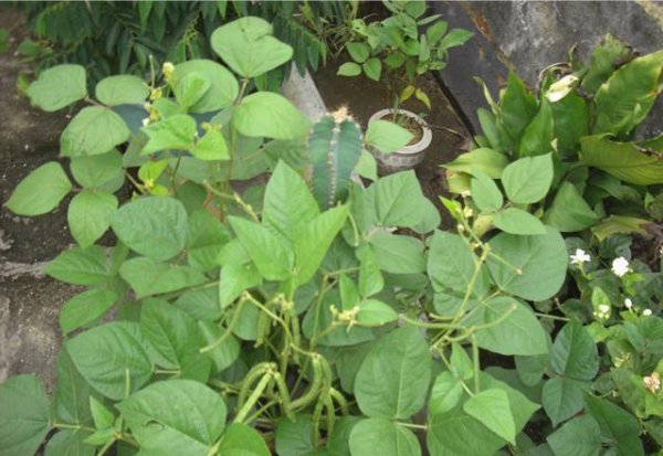 绿豆什么时候收割最适宜