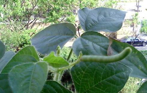 绿豆什么时候收割最适宜