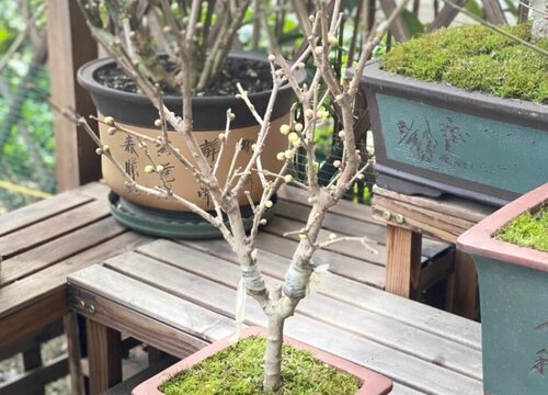 盆栽梅花养殖方法