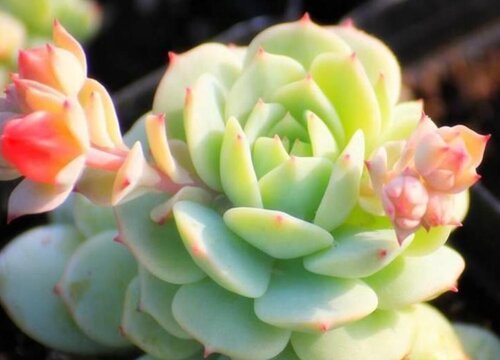 多肉植物会开花吗