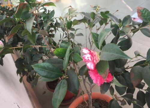 五色赤丹的养护方法