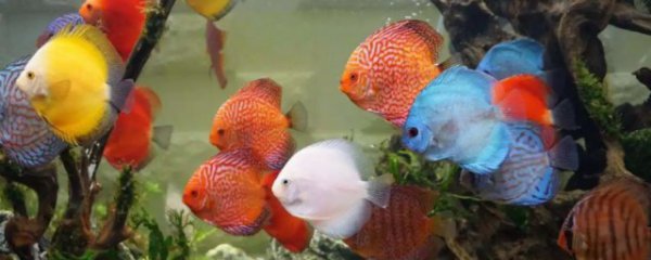 神仙鱼新手适合养吗