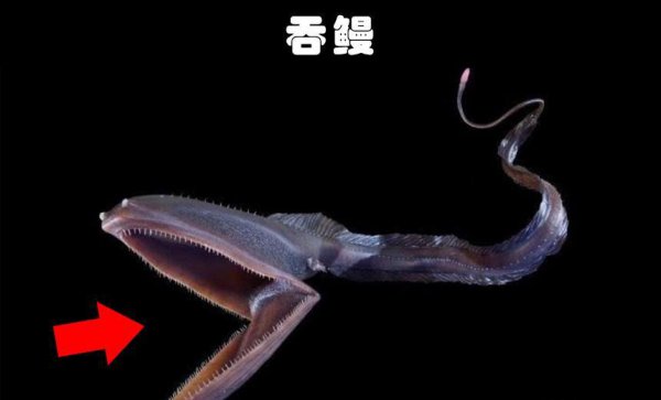 水生动物有哪些