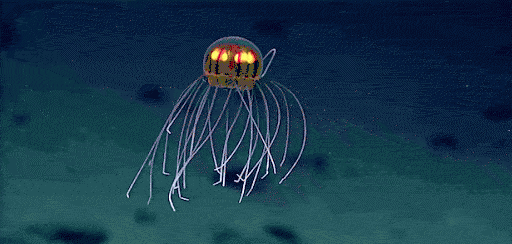 水生动物有哪些