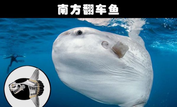 水生动物有哪些