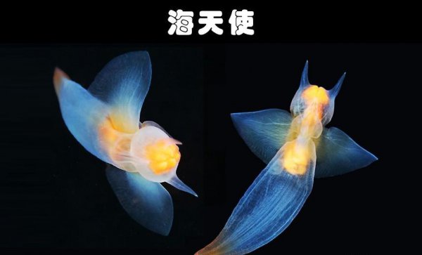 水生动物有哪些