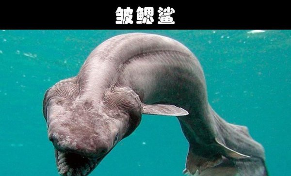 水生动物有哪些