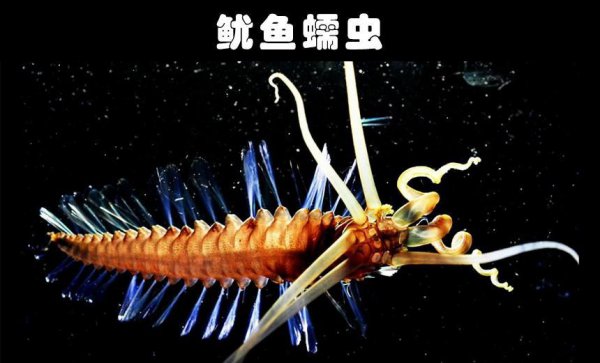 水生动物有哪些