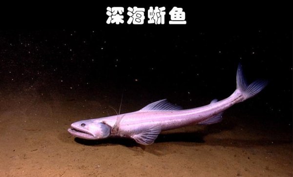 水生动物有哪些