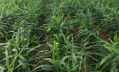 生姜的种植最新方法