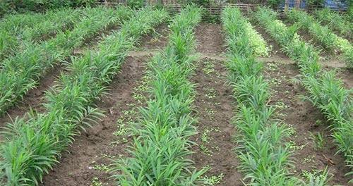 生姜的种植最新方法