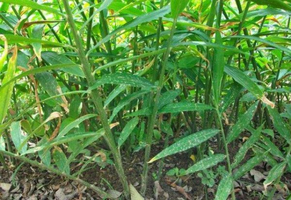 生姜的种植最新方法