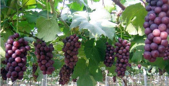 葡萄补钙后仍然缺钙原因