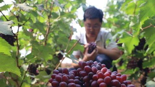 葡萄补钙后仍然缺钙原因