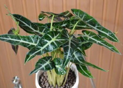 小仙女开花是什么样子