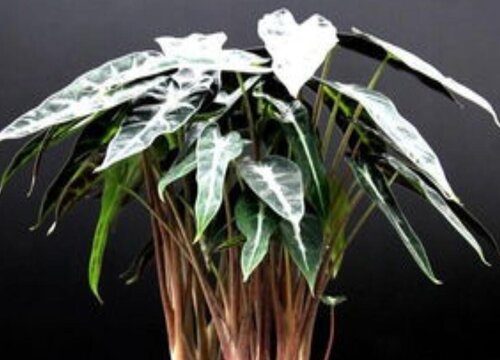 小仙女开花是什么样子