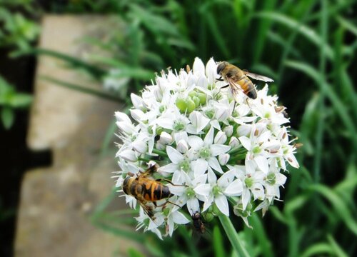 韭菜籽亩产量多少斤