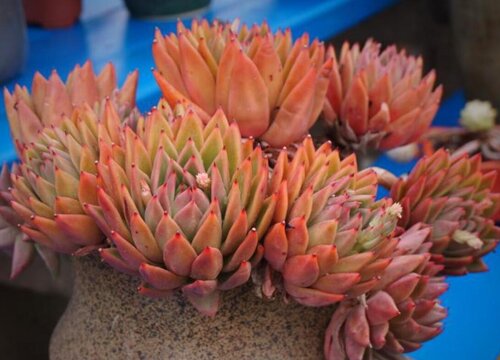 东云系多肉有哪些品种