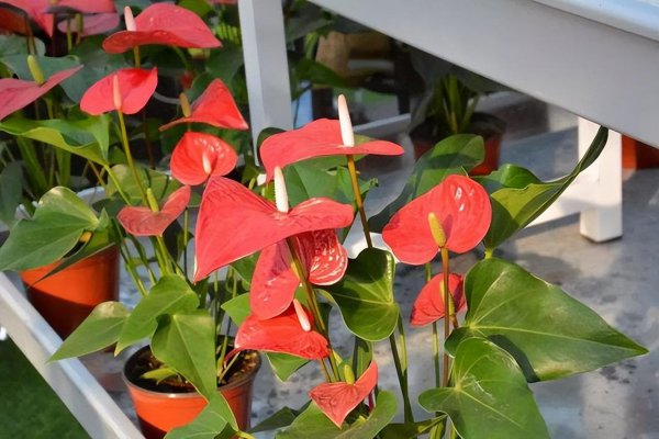 夏天室内适合养什么花最好