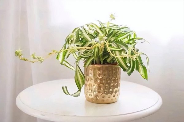 夏天室内适合养什么花最好