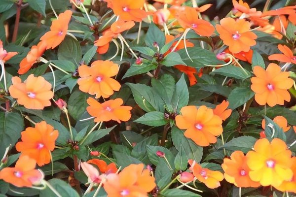 夏天室内适合养什么花最好