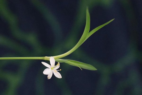 夏天室内适合养什么花最好